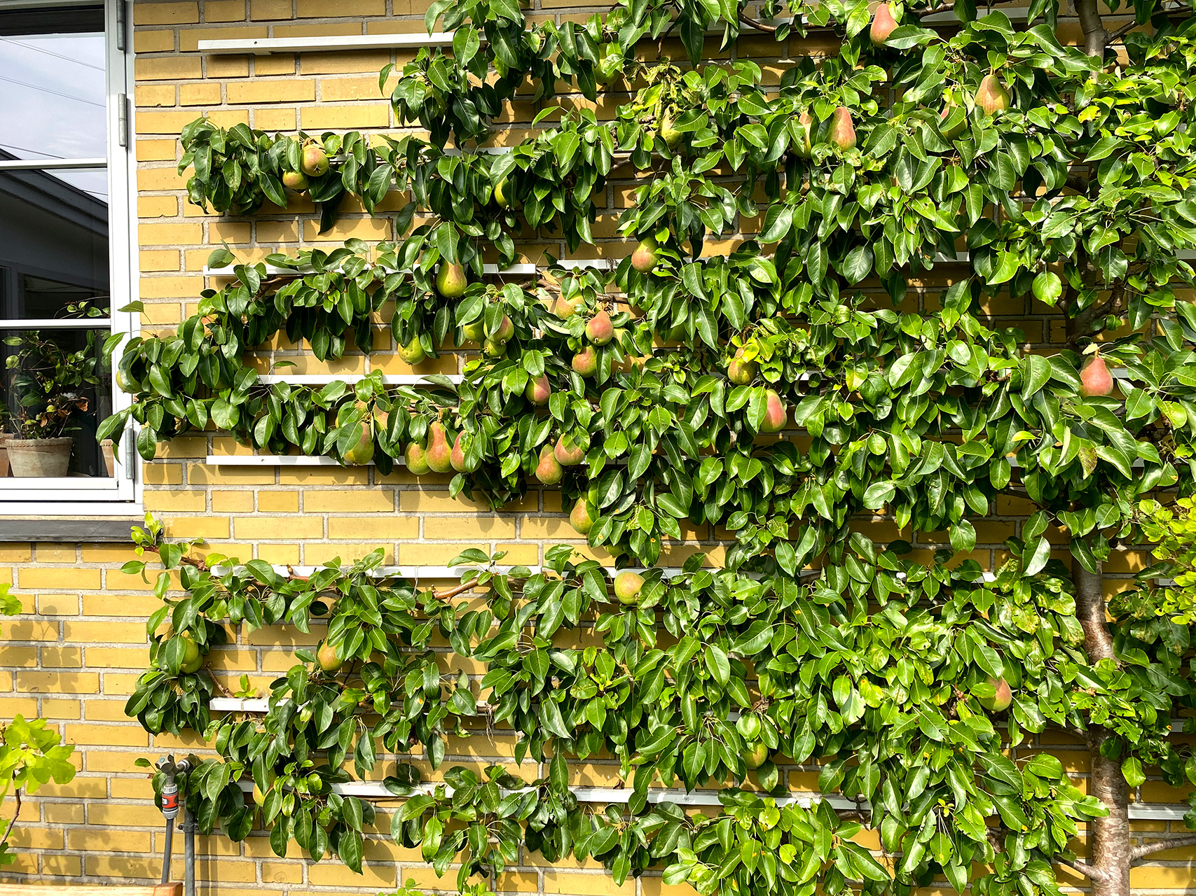 Espalieret pæretræ. Foto: Haveselskabet