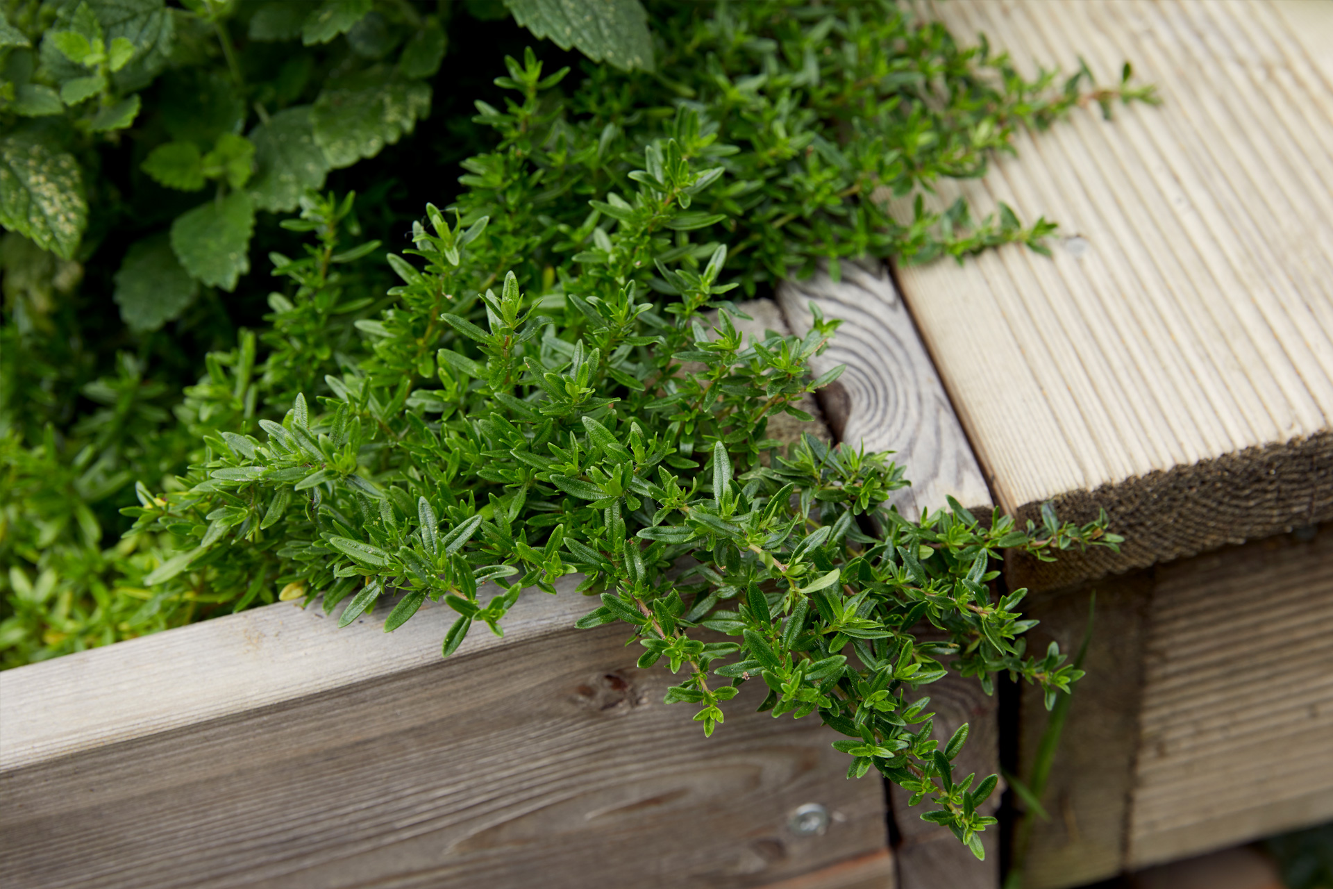 Timian 'Aureus'. Foto: Thomas Evaldsen