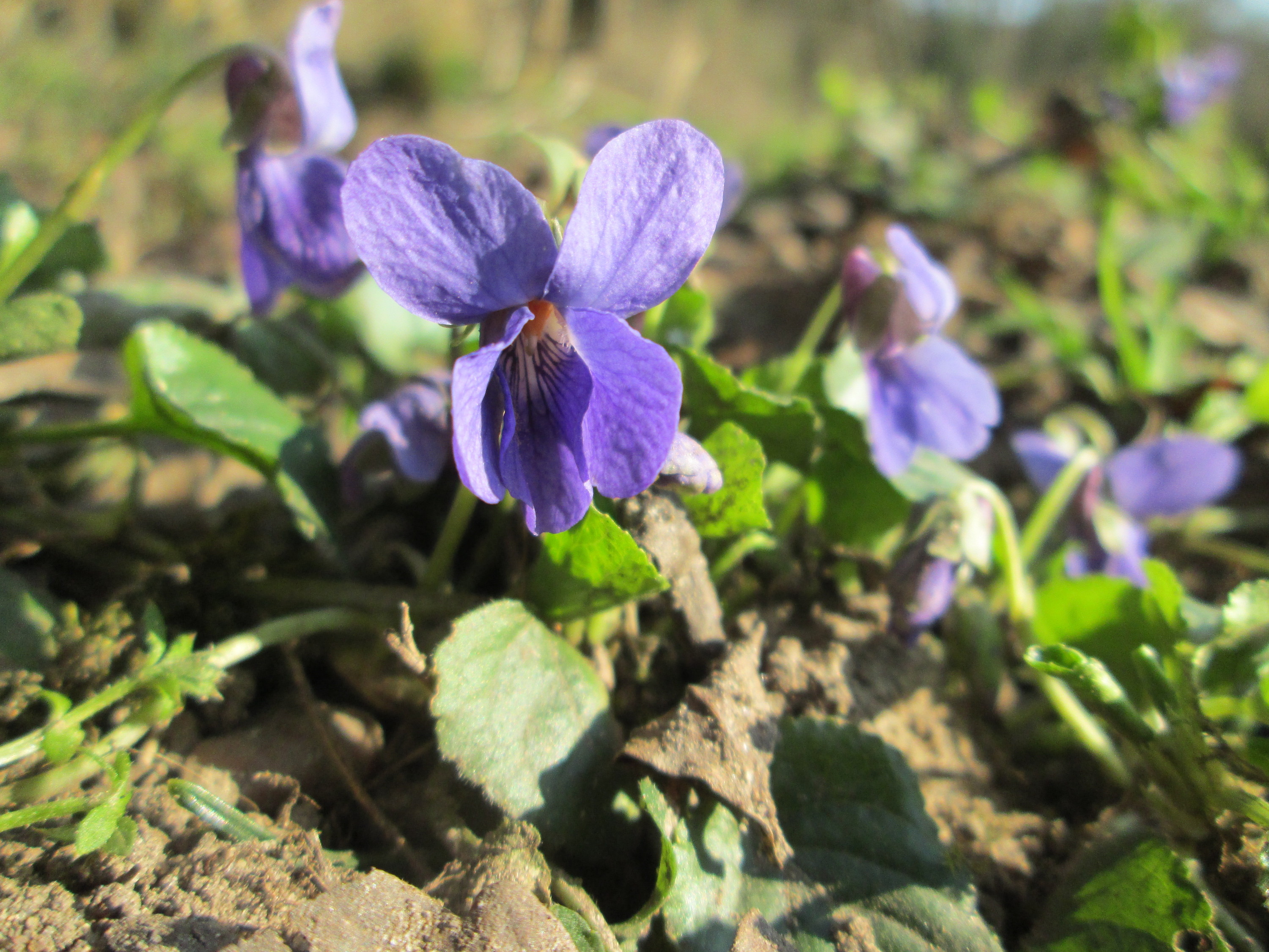 Martsviol, Viola Odorata. Foto:  Flickr: Andreas Rockstein 