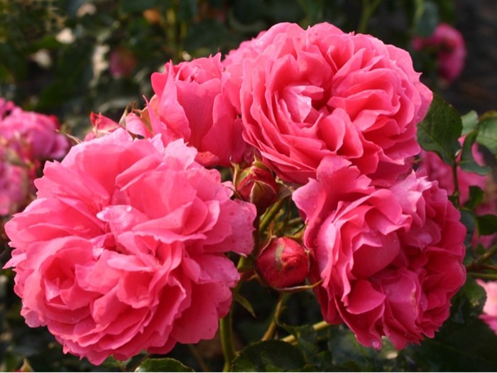 Buketrose ‘Pink Flower Circus‘ syn. ‘Moin Moin‘. Foto: Kordes Rosen