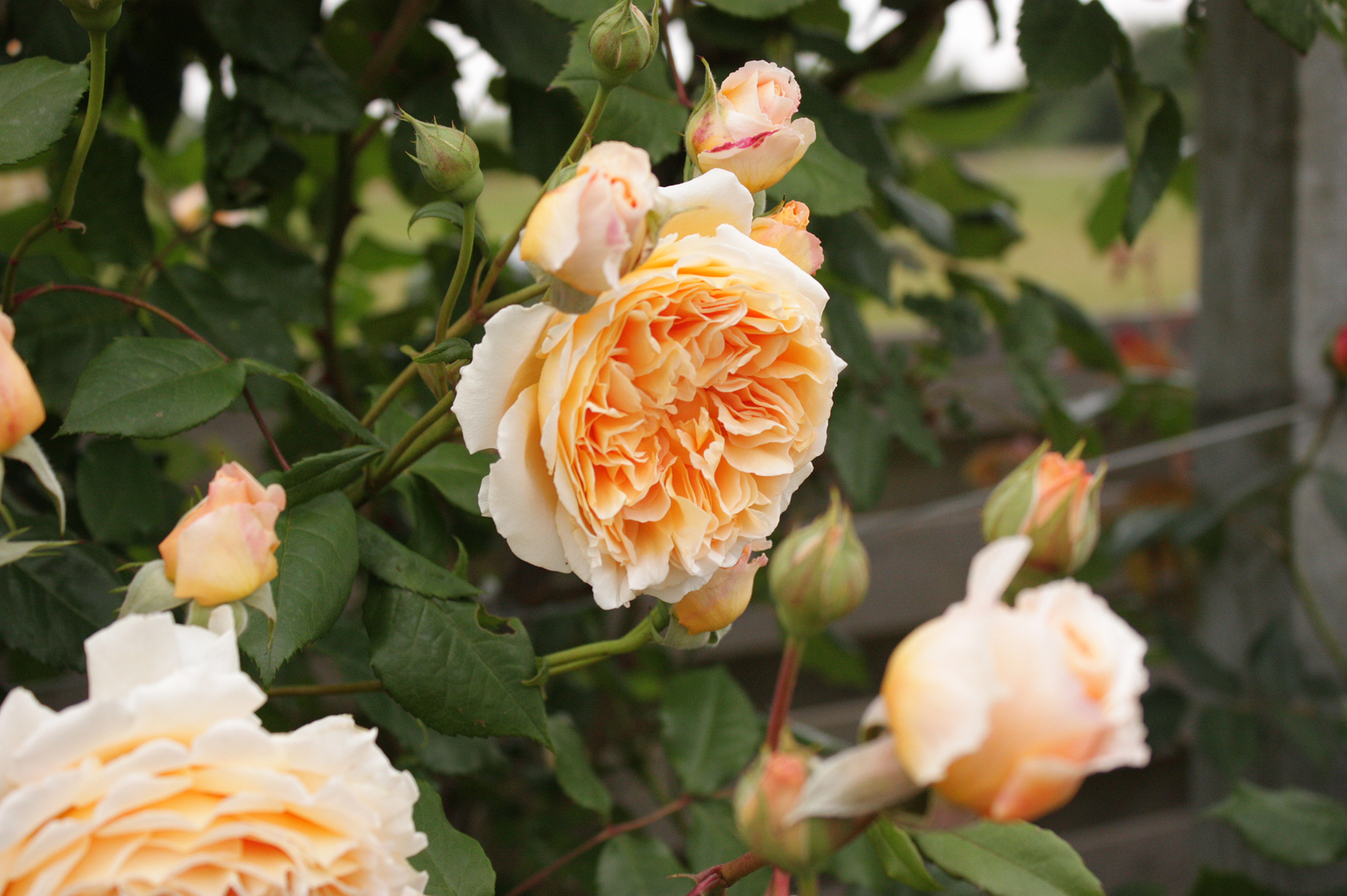 Rose 'Crown Princess Margareta'. Foto: Birthe og Ernst Jensen