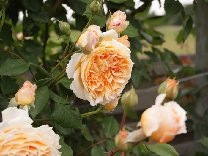 Rose 'Crown Princess Margareta'. Foto: Birthe og Ernst Jensen