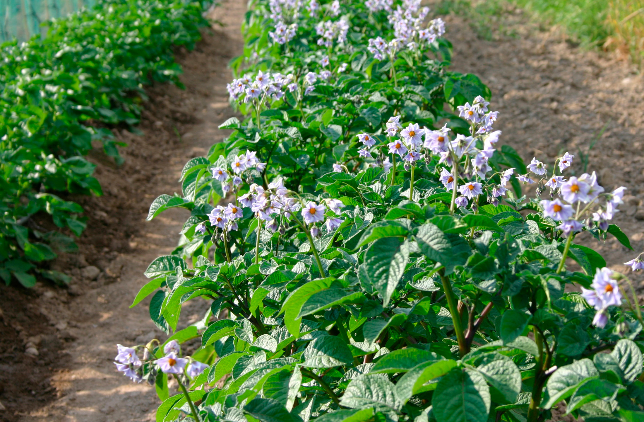 Kartoffel sorten 'Congo' i blomst. Foto: Maren Korsgaard