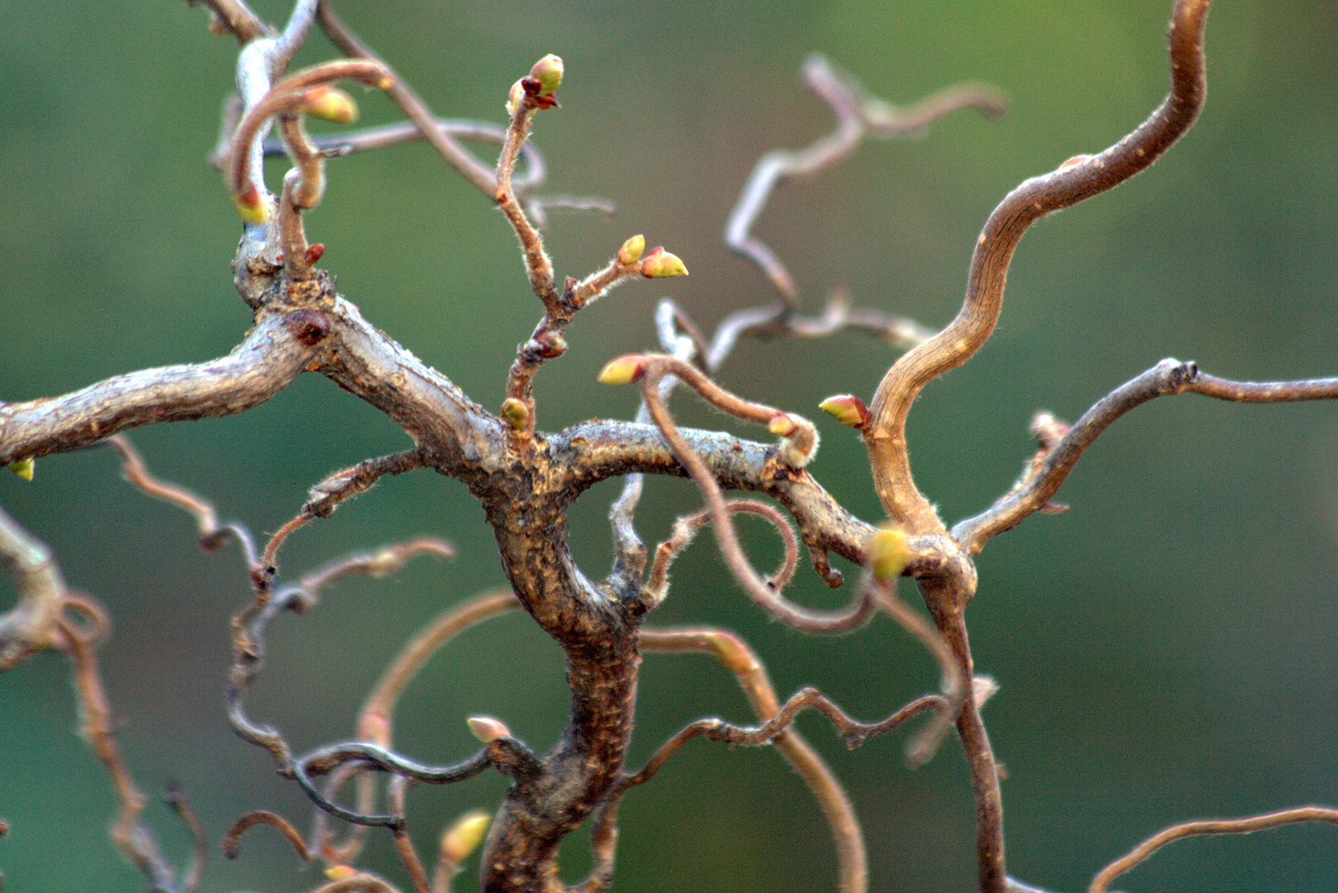 Troldhassel. Foto: Flickr