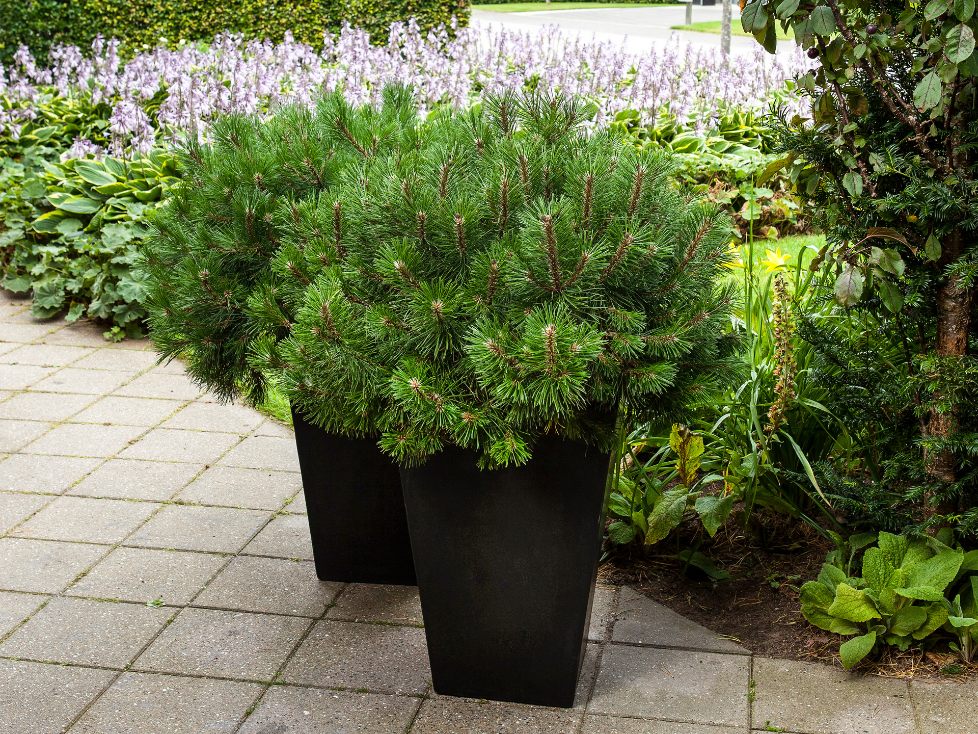 Fyr, Pinus, i krukker. Foto: Jeanette Thysen