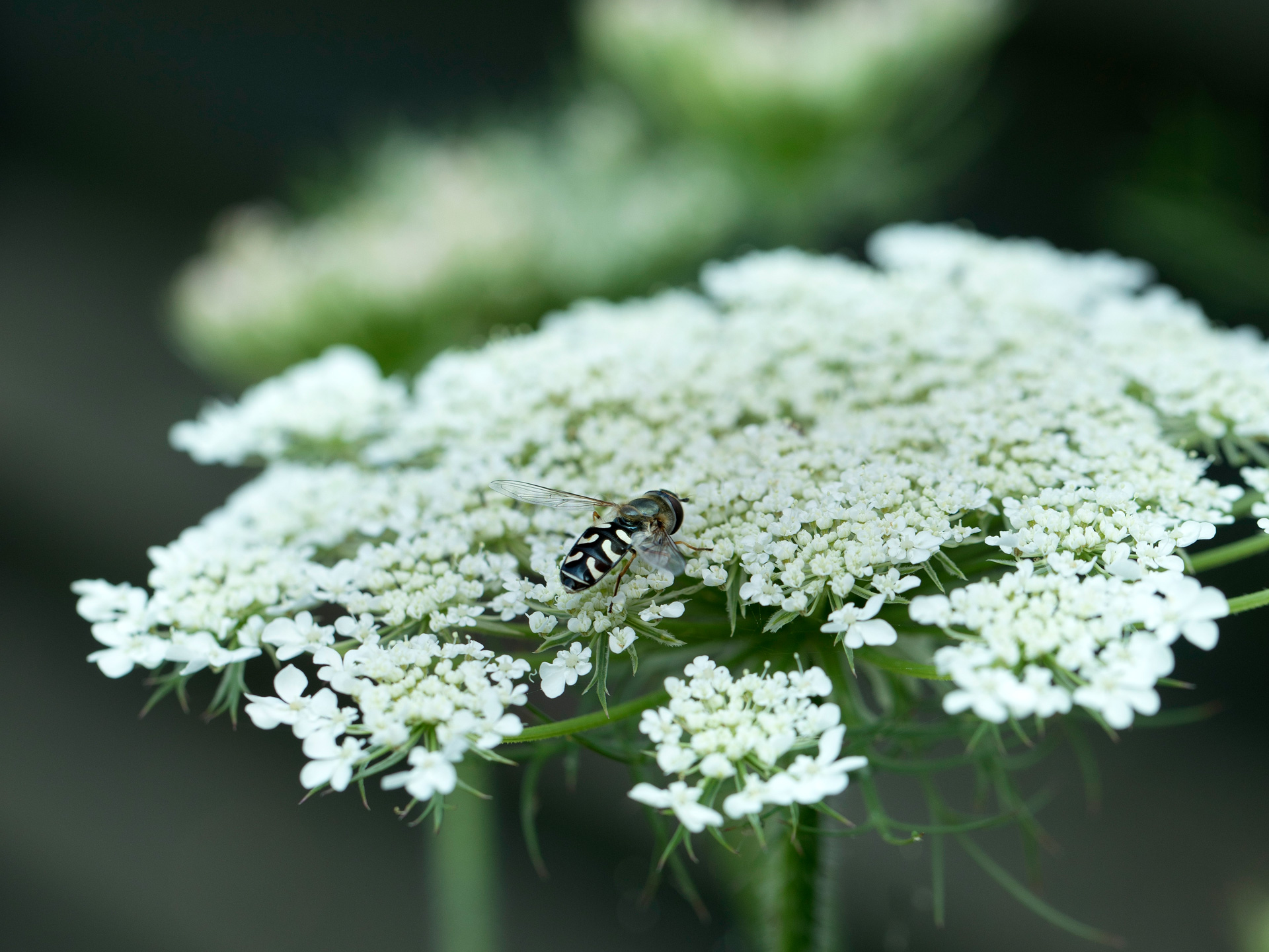 Vild gulerod, Daucus carota. Foto: Ann Malmgren