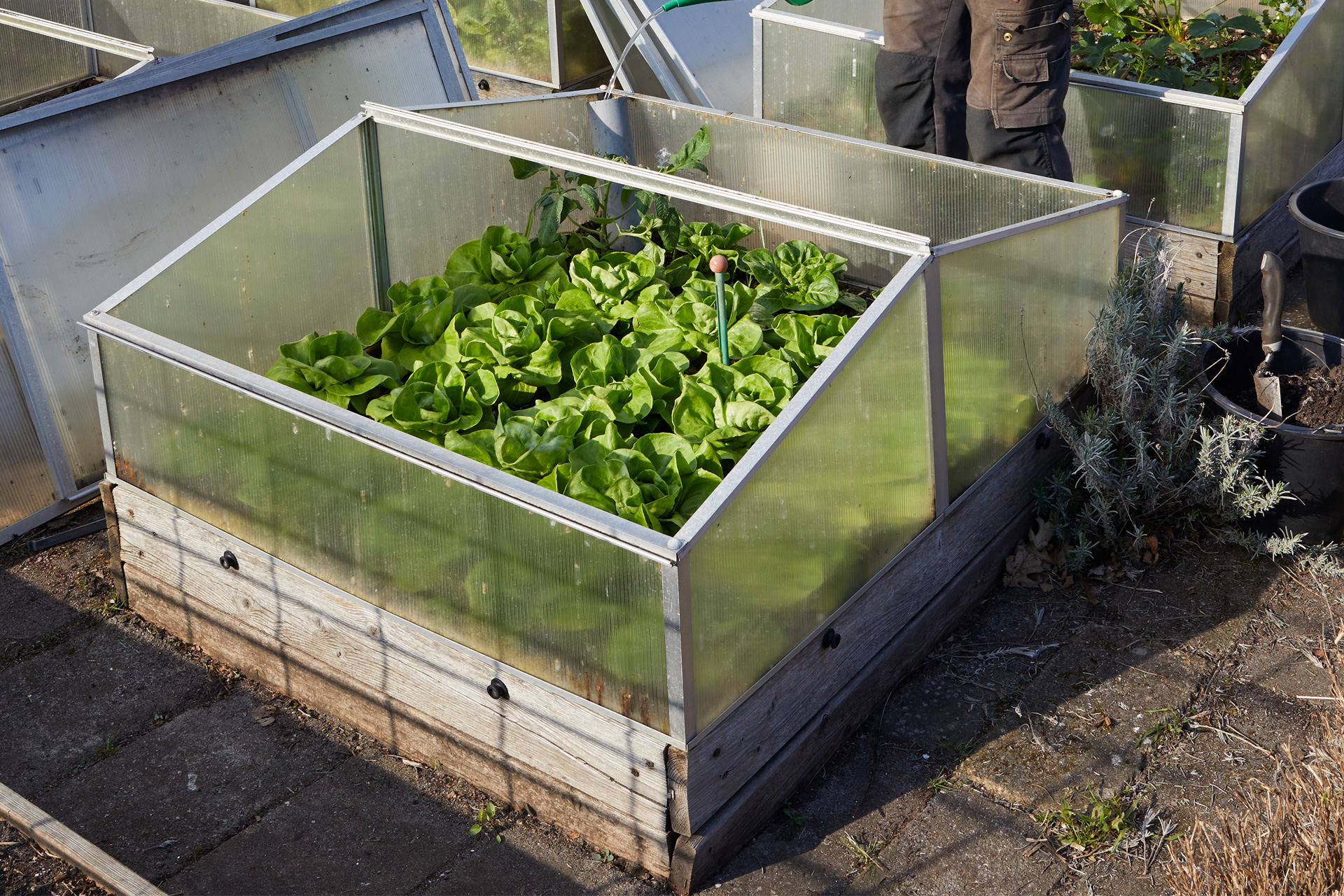 Salat dyrket i mistbænk. Foto: Thomas Evaldsen