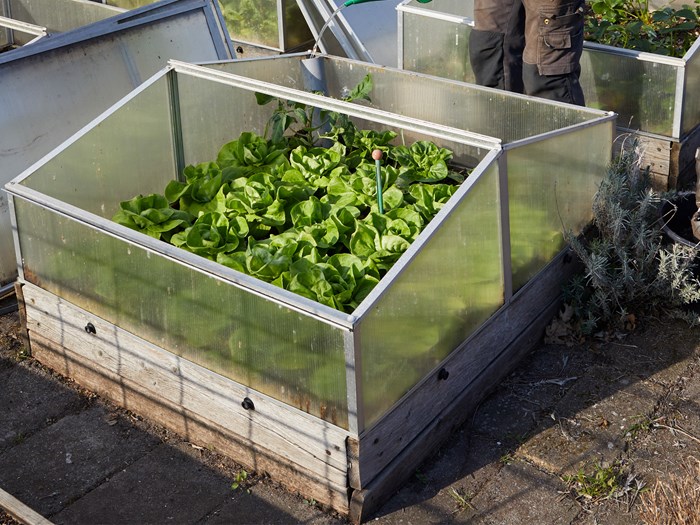 Salat dyrket i mistbænk. Foto: Thomas Evaldsen