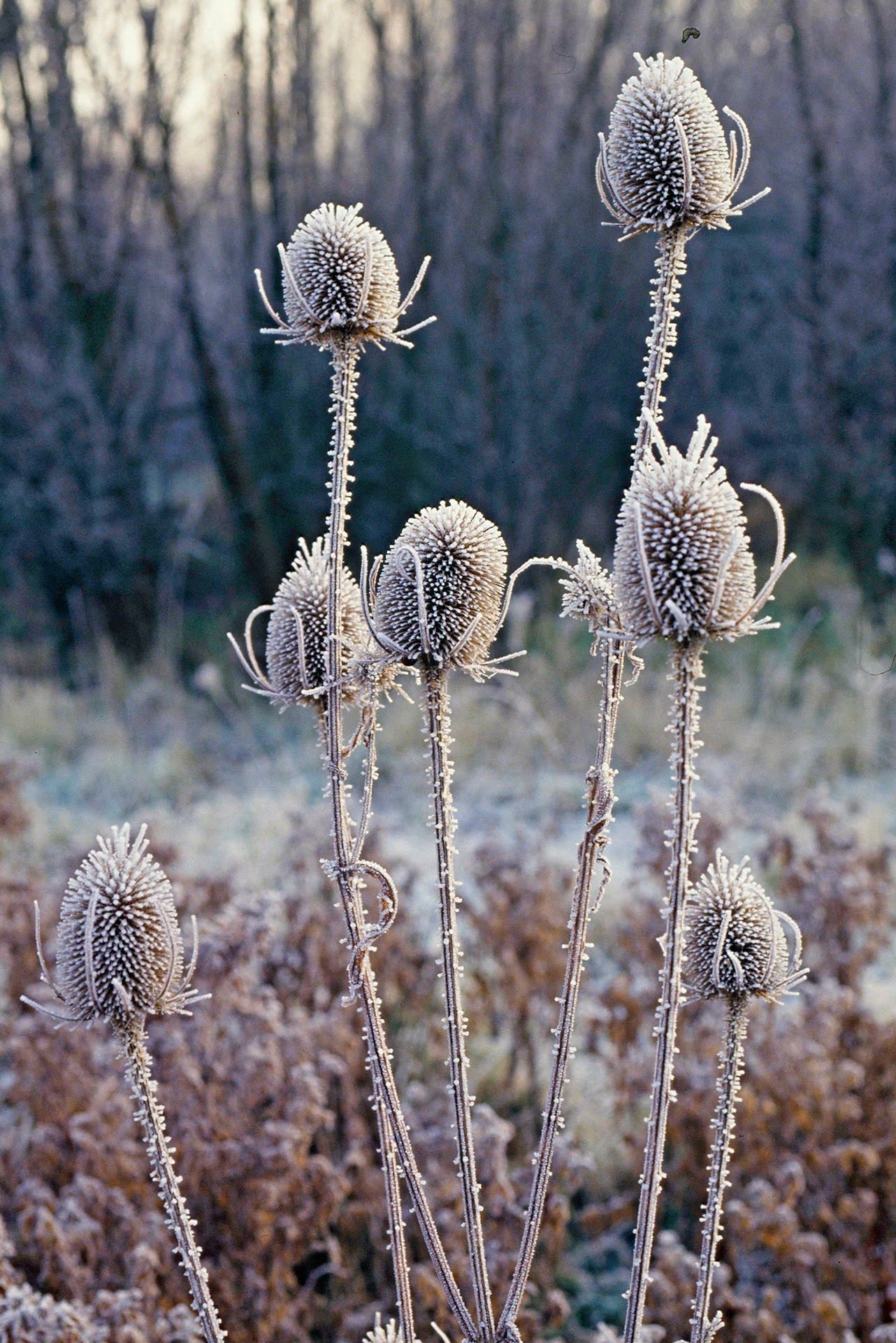 Frøstande af kartebolle, Dipsacus, med rimfrost. Foto: Flickr/Natural England