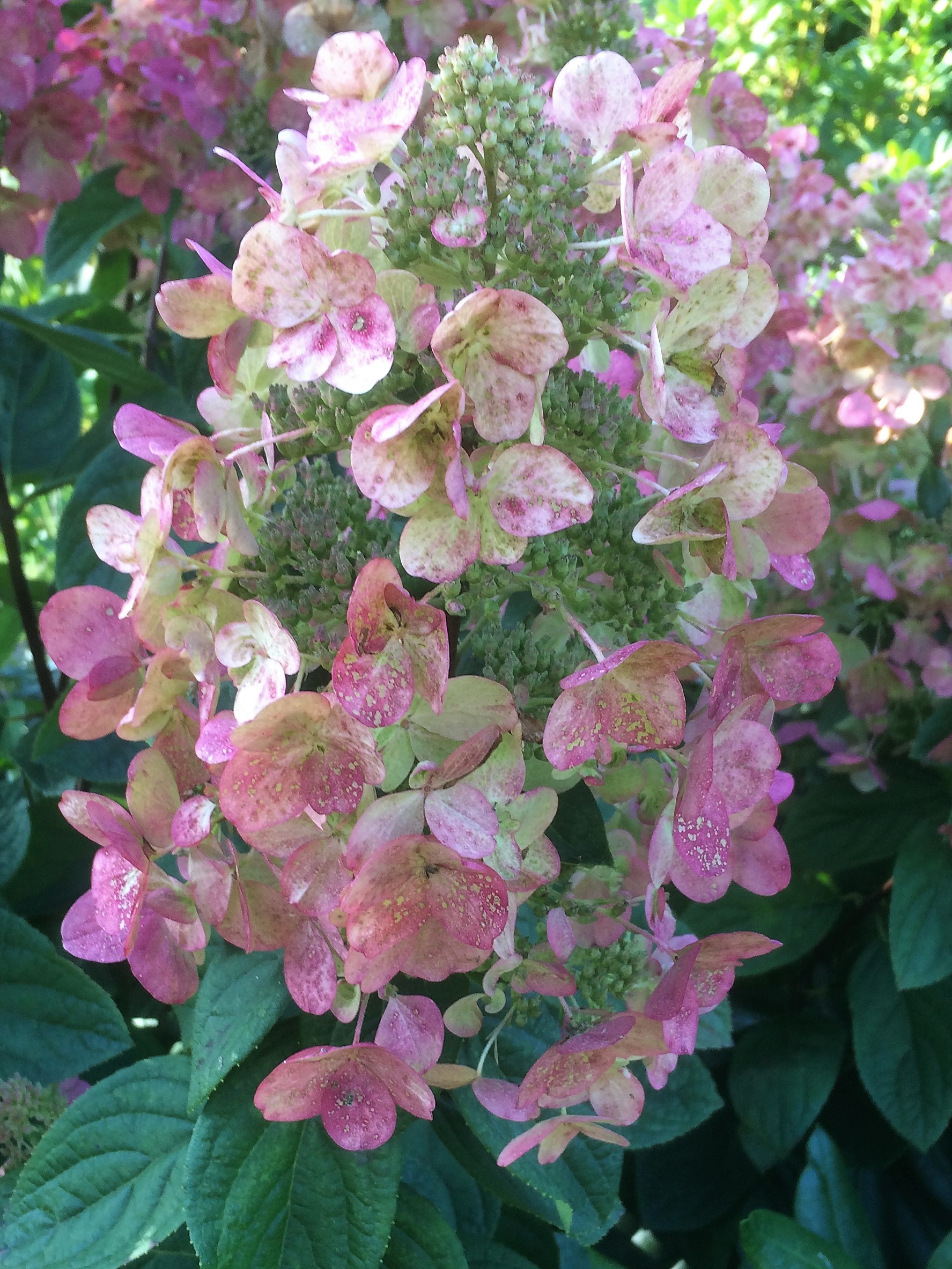 Hortensiablomster. Foto: Ukendt kilde