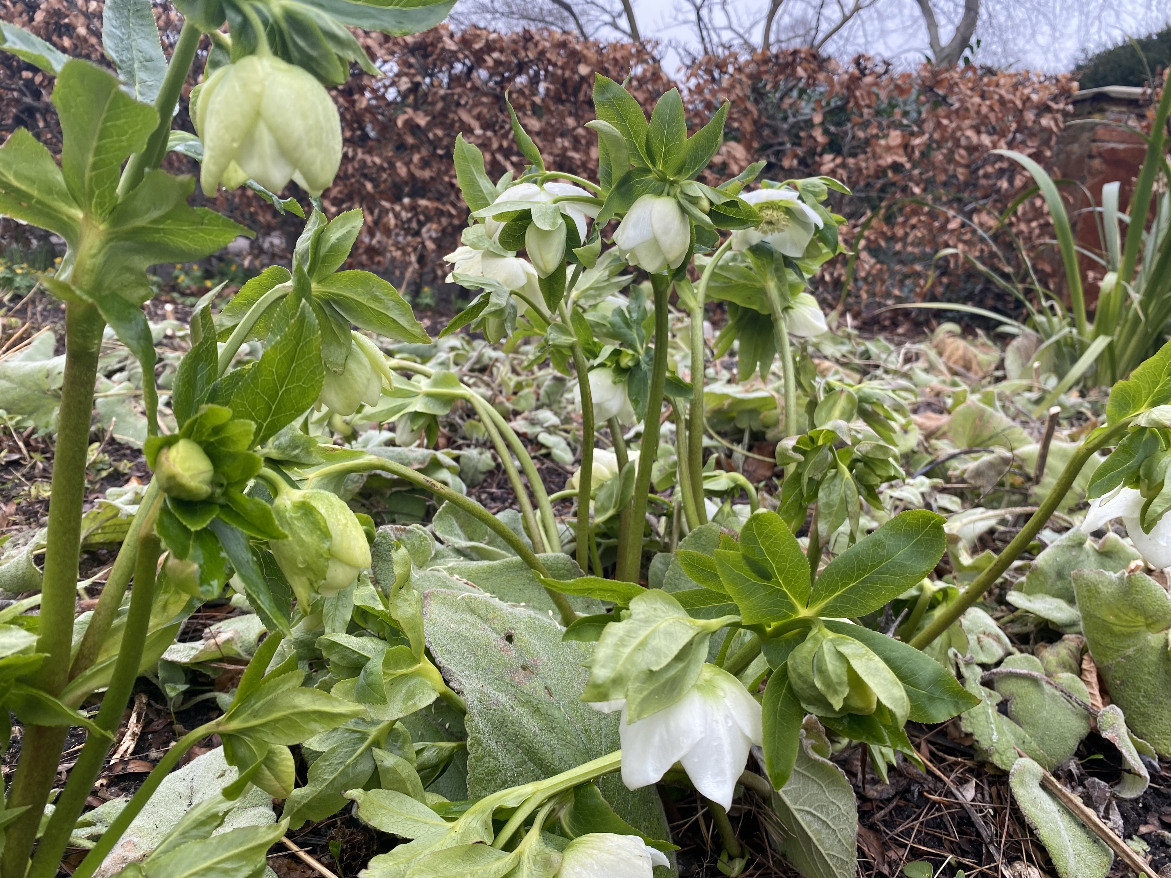 Påskeklokke, Helleborus orientalis. Foto: Haveselskabet
