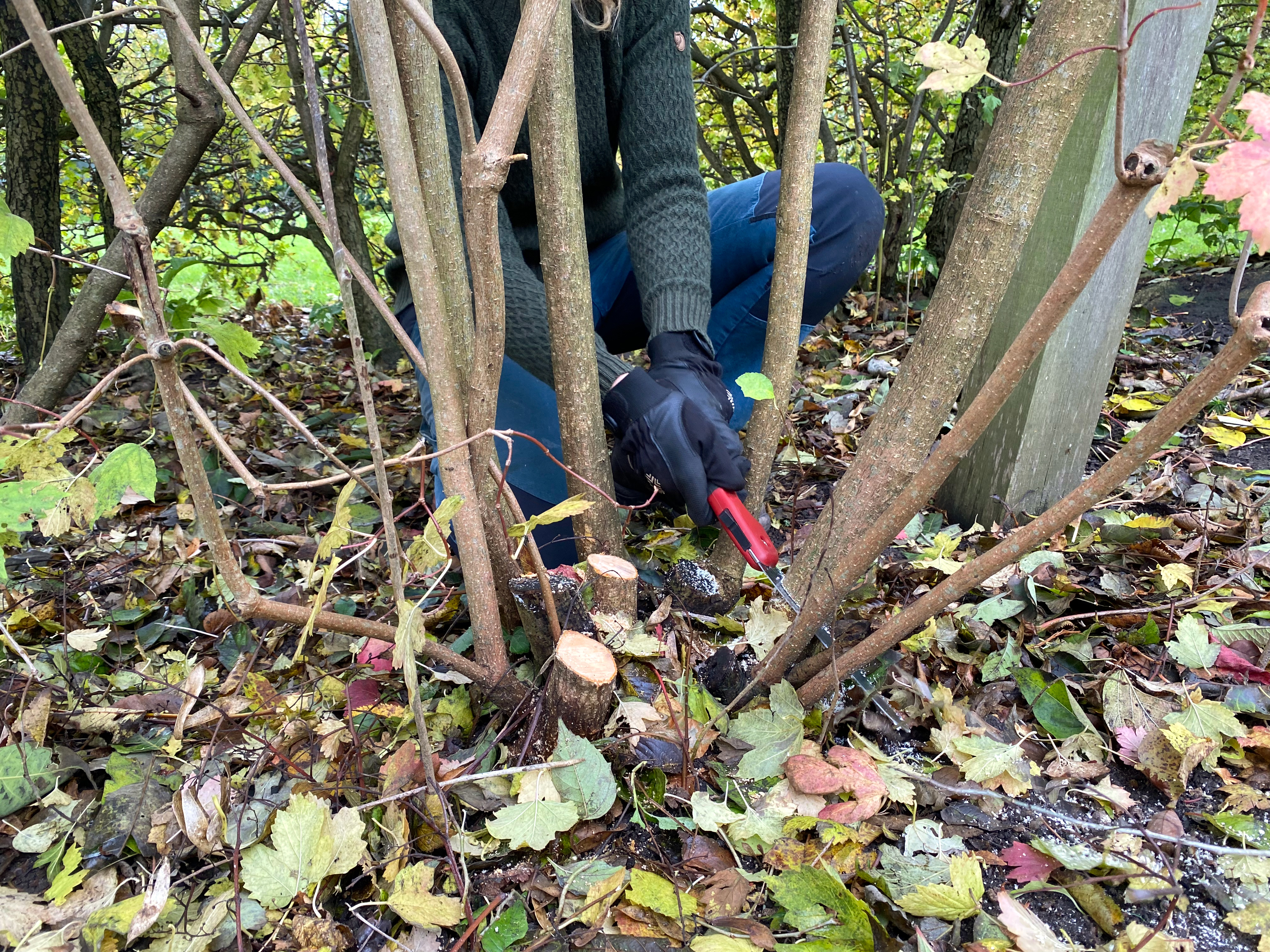 Nedskæring af busk. Foto: Haveselskabet