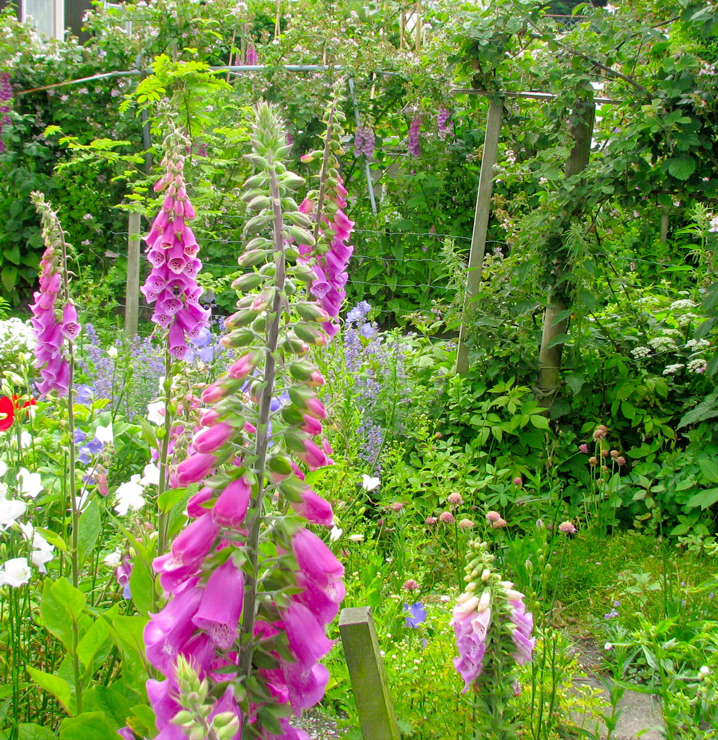 Fingerbøl, Digitalis purpurea. Foto: Flickr/Ekenitr