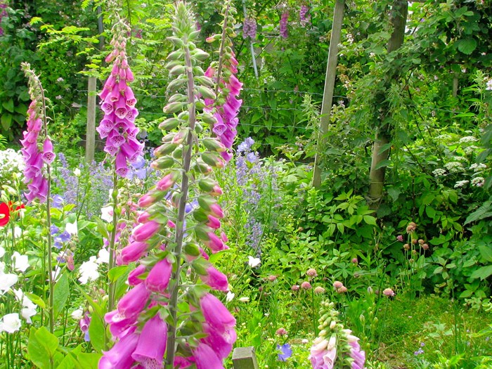 Fingerbøl, Digitalis purpurea. Foto: Flickr/Ekenitr
