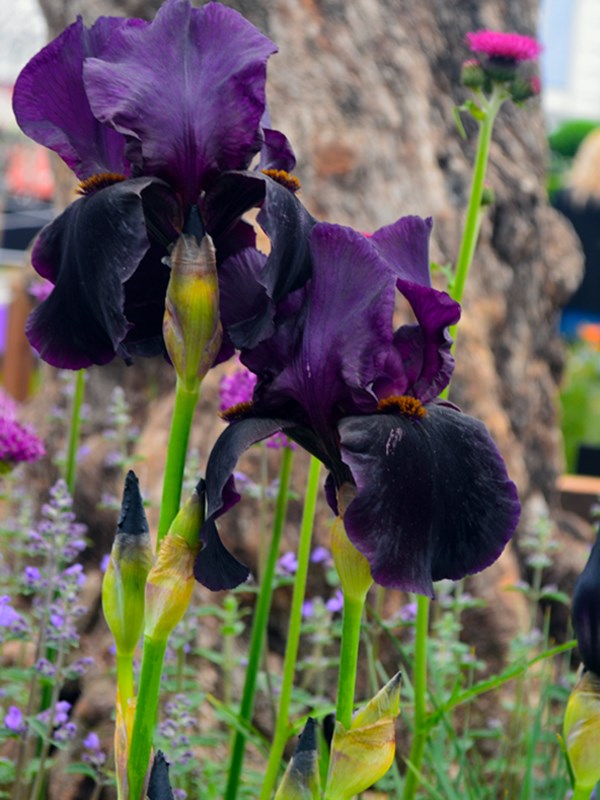 Haveiris, Iris germanica. Foto: Haveselskabet
