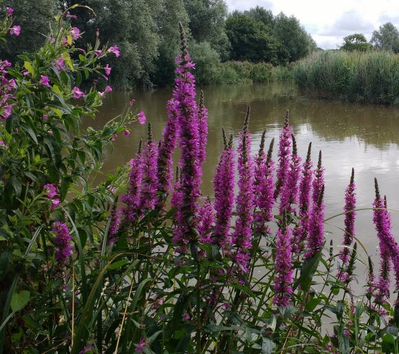 Almindelig kattehale, Lythrum salicaria. Foto: Flickr/Jeremy Halls
