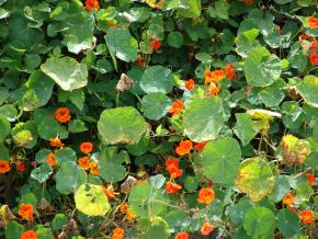 Blomsterkarse