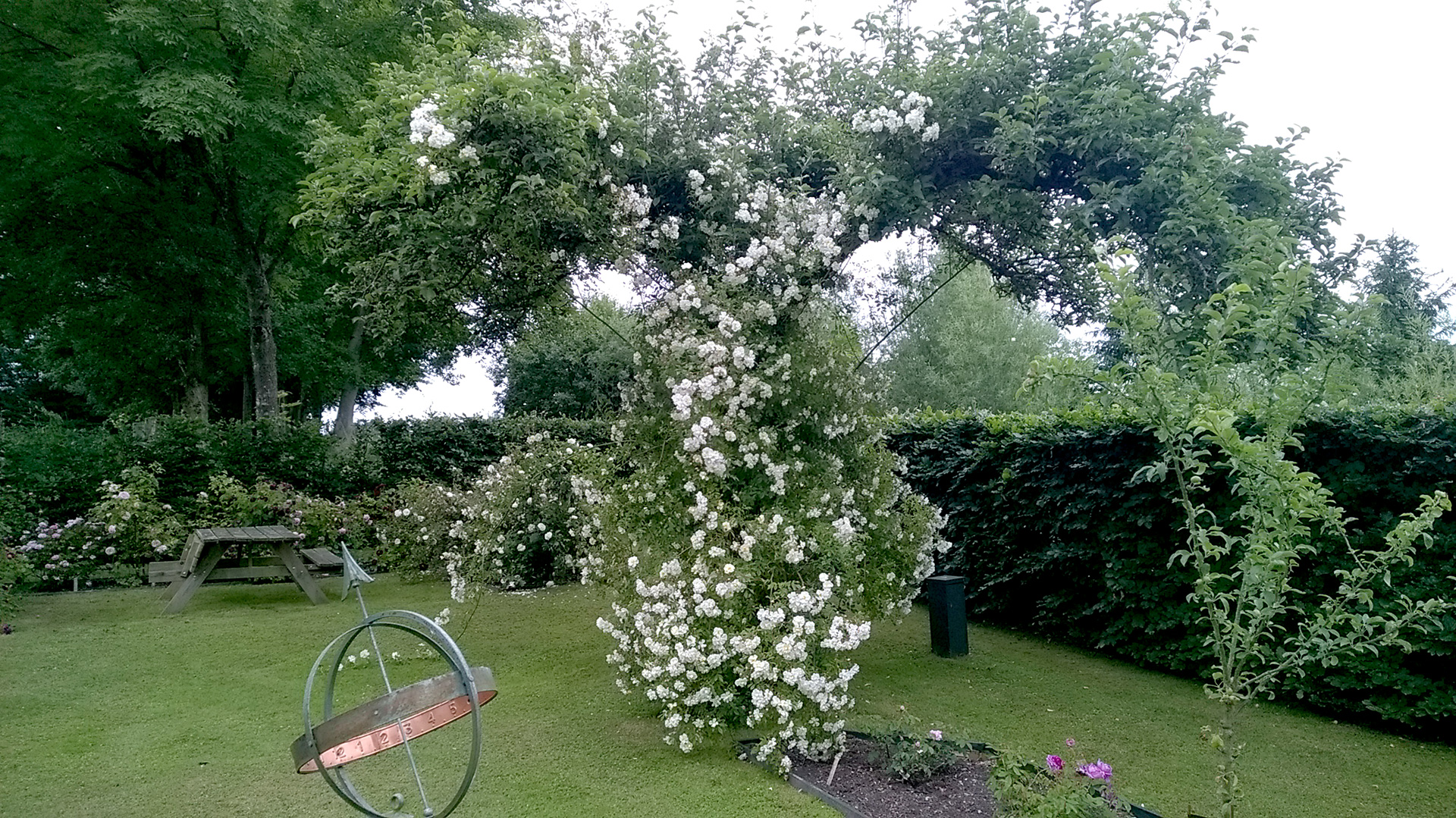 Rosen 'Lykkefund' slynger sig op i et gammelt æbletræ. Foto: Haveselskabet