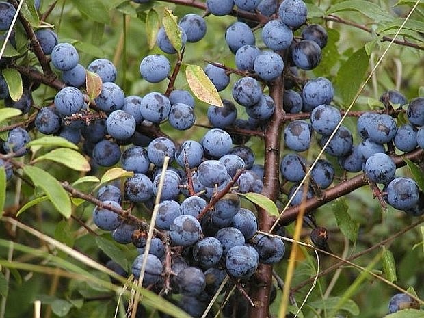 Slåenbær. Foto: Haveselskabet