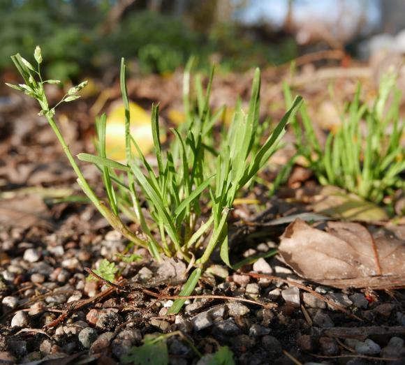 Enårig rapgræs. Foto: Bodil Damgaard Petersen