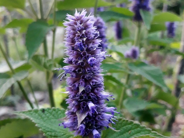 Klimavenlig plante Indianermynte