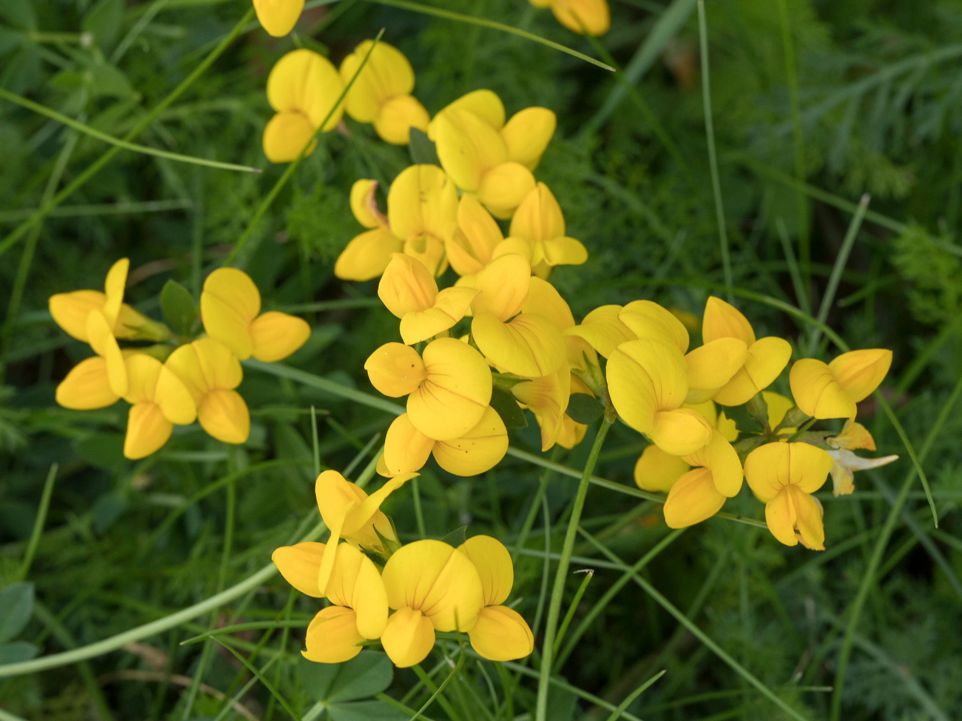 Almindelg kællingetand, Lotus corniculatus. Foto: Ann Malmgren