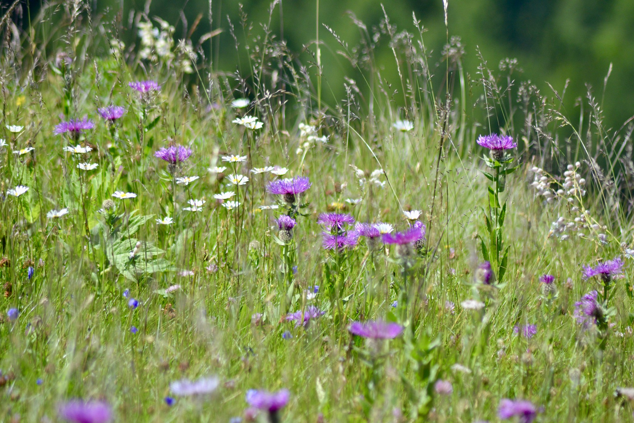 Blomstereng. Foto: Flickr/Ashley Coates
