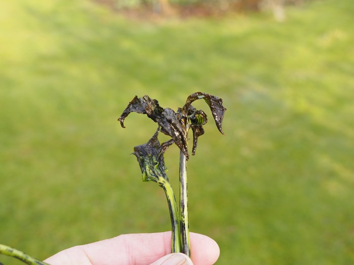 Ved kraftige angreb af Hellebore Black Death bliver unge skud sorte og dør. Foto: Magnus Gammelgaard.