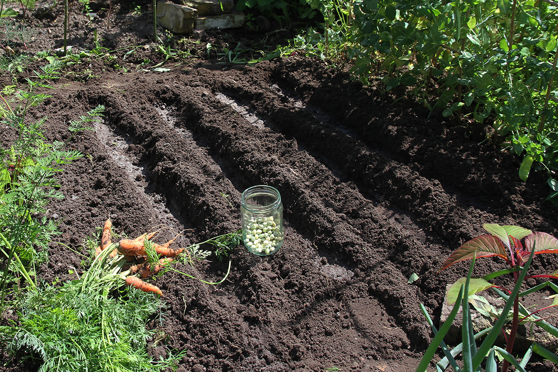 De første rækker af tidlige små gulerødder er høstet, og nu sås der endnu et hold slikærter. Foto Karna Maj