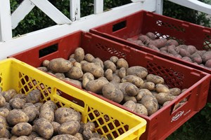 Kartofler lagt i kasser til opbevaring. Foto: Karna Maj