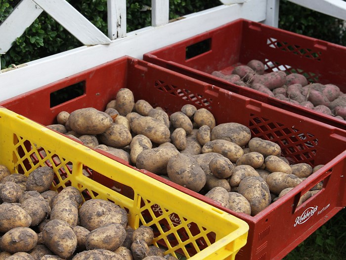 Kartofler lagt i kasser til opbevaring. Foto: Karna Maj