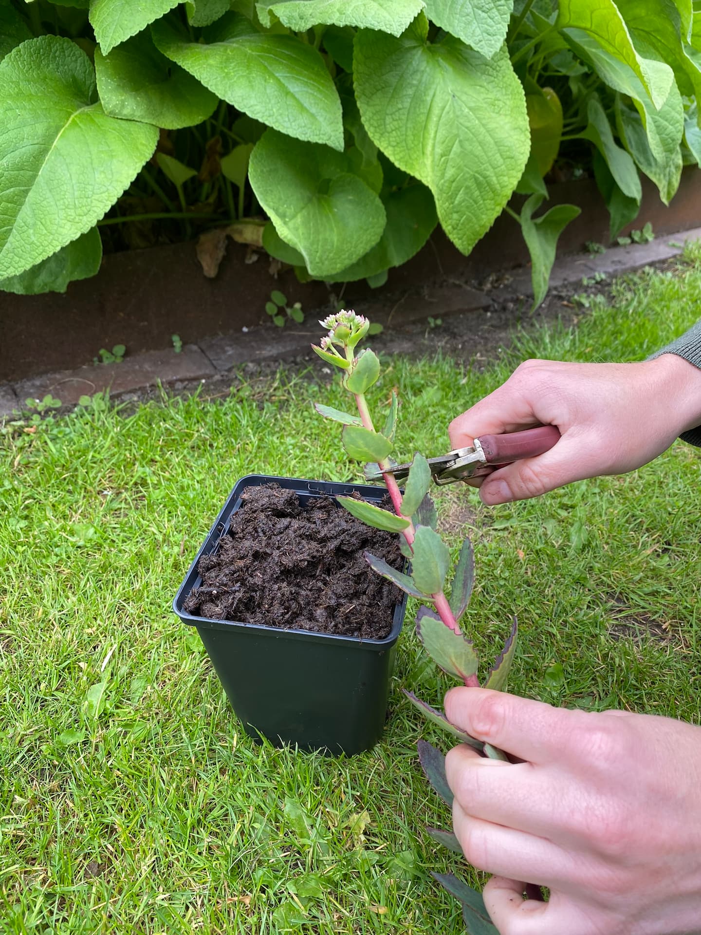 Klip stiklingen af moderplanten og fjern blomsten. Foto: Haveselskabet
