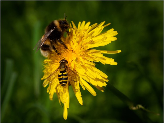 Mælkebøtter er rige på pollen og nektar. Foto: Flickr/Phil Mciver