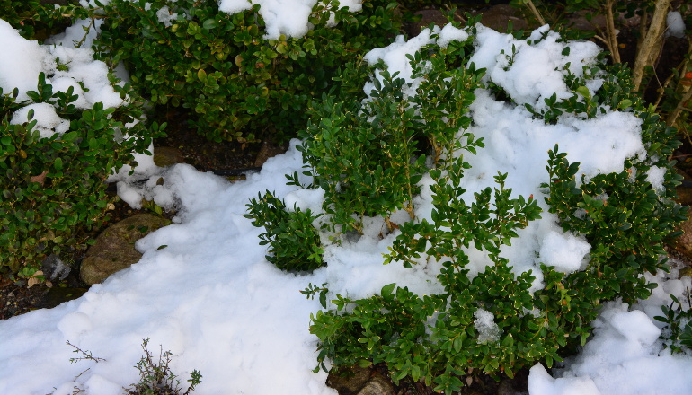 Buksbom med sne. Foto: Haveselskabet