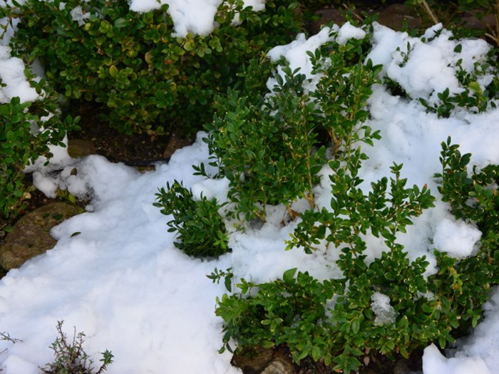 Buksbom med sne. Foto: Haveselskabet