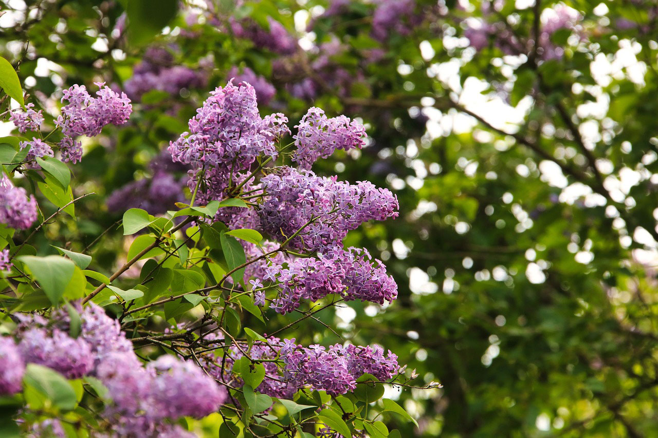 Almindelig syren, Syringa vulgaris. Foto: Pixabay