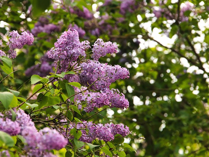 Almindelig syren, Syringa vulgaris. Foto: Pixabay