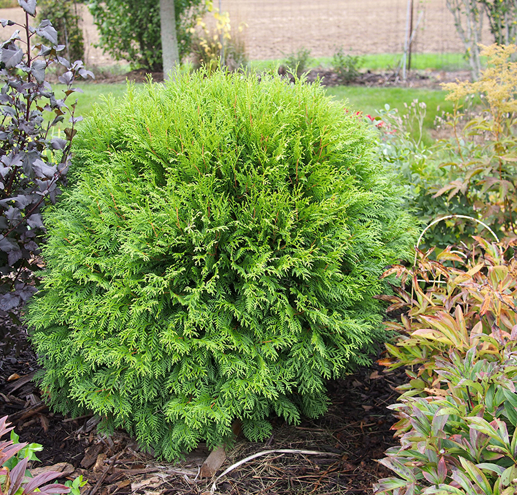 Thuja Occidentalis. Foto: Flickr/F. D. Richards