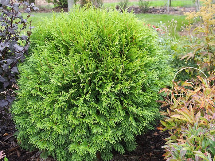 Thuja Occidentalis. Foto: Flickr/F. D. Richards