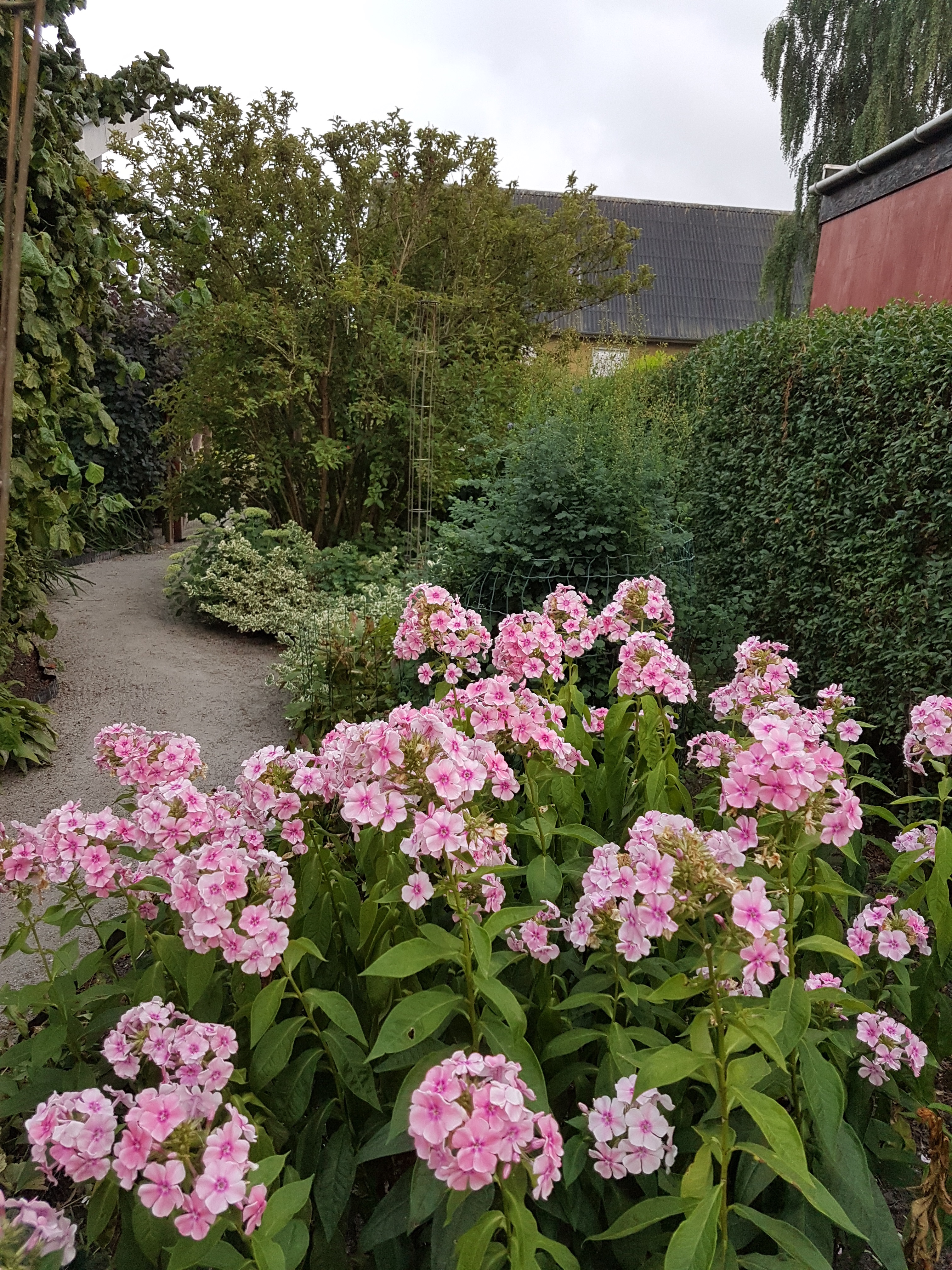 Høstfloks gør sig godt i store grupper. Foto: Ukendt kilde
