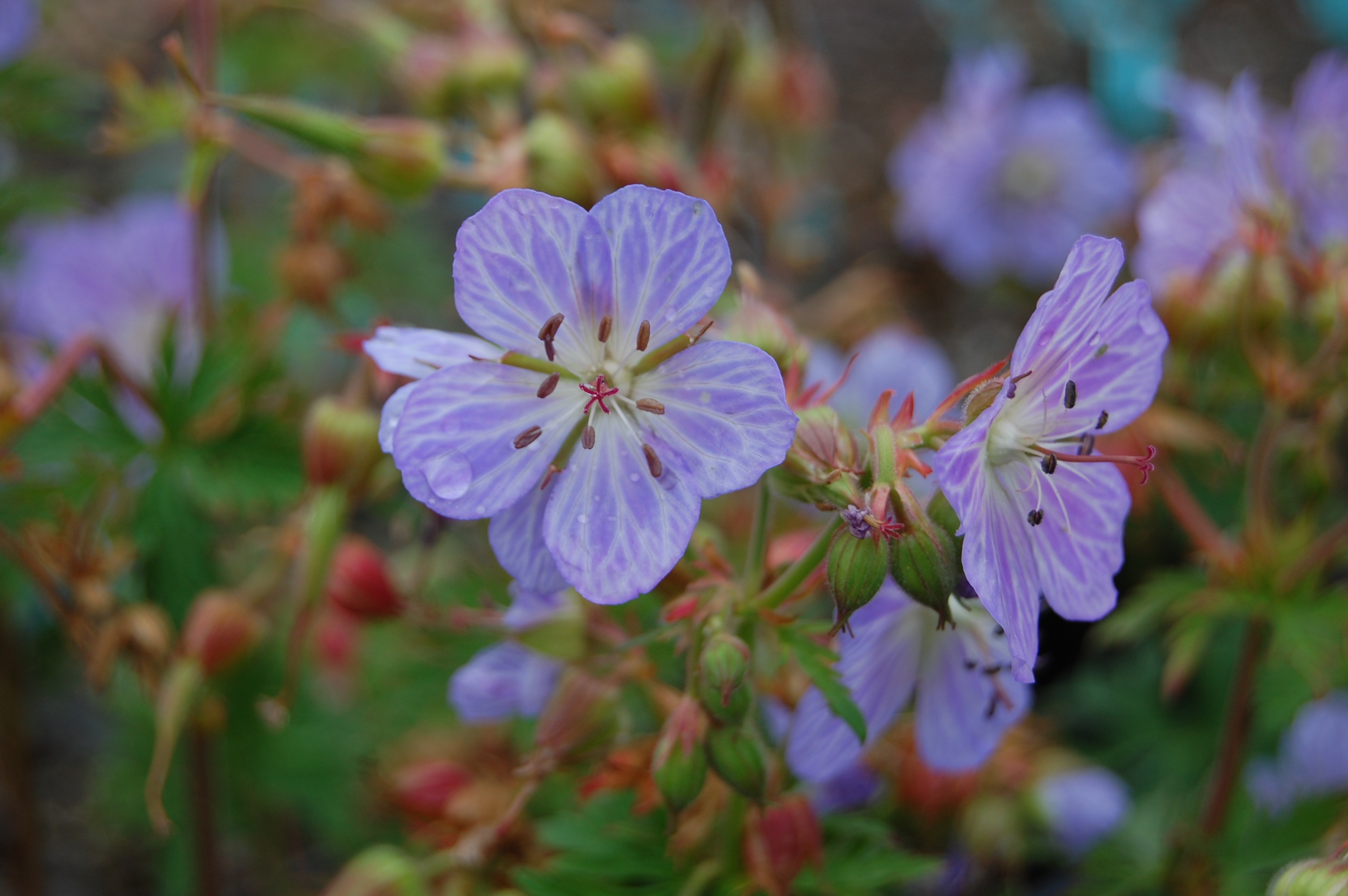Engstorkenæb, Geranium pratense 'Mrs Kendall Clark'.