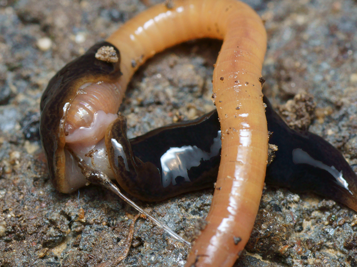En sydamerikansk fladorm, som spiser en regnorm Foto: Wikimedia commons, Justine et al
