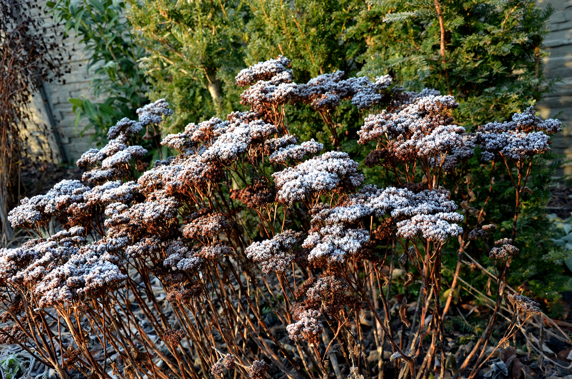 Sankthansurt, Hylotelephium. Foto: iStock