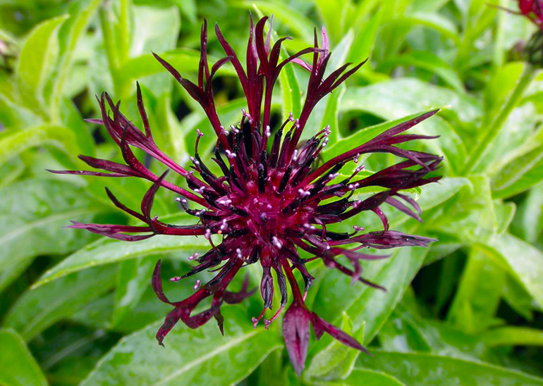Bjergknopurt, Centaurea montana 'Jordy'. Foto: Staudestedet