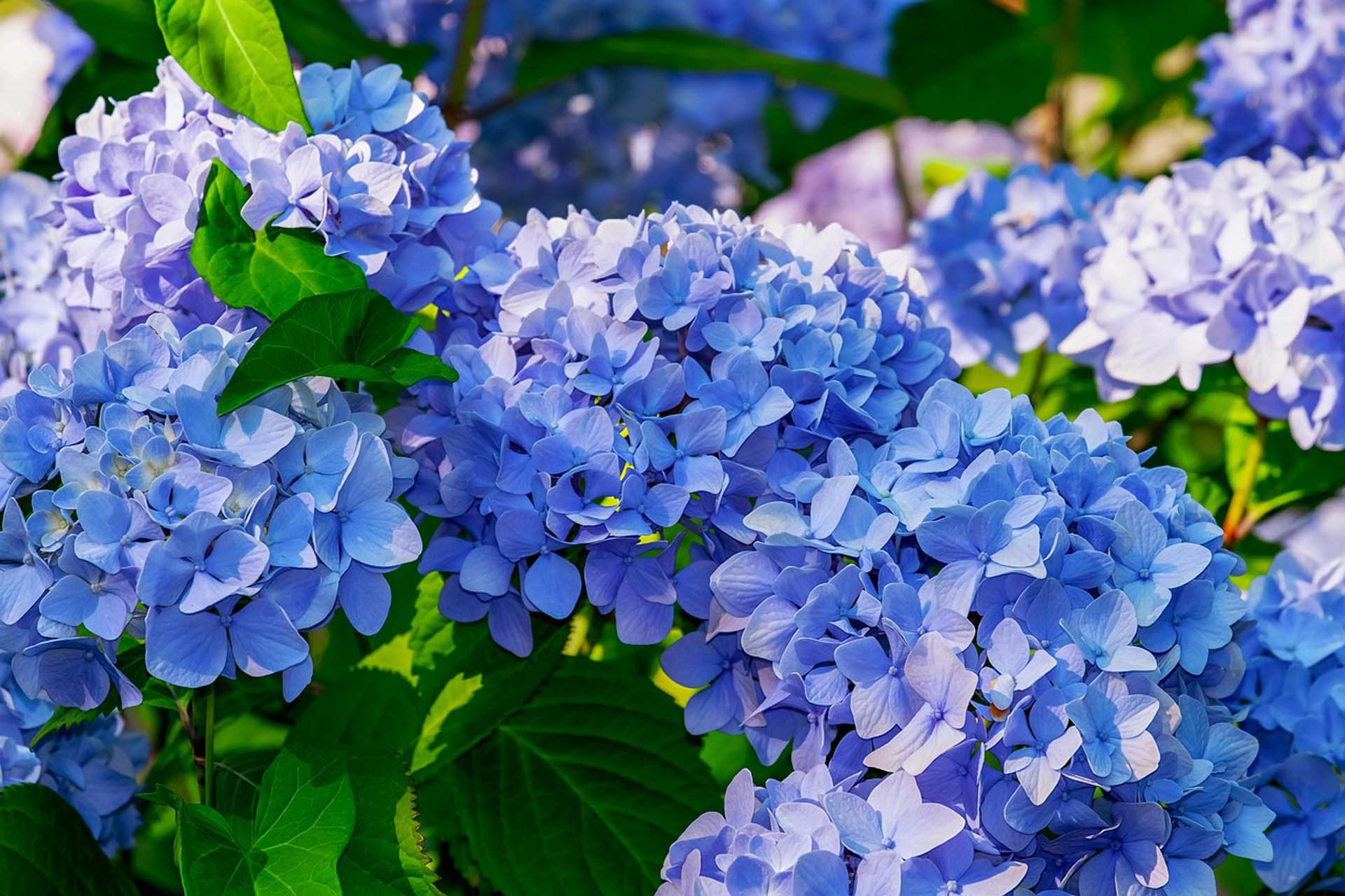 Almindelig hortensia, Hydrangea macrophylla. Foto: Pixabay