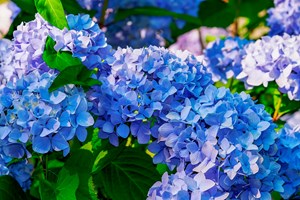 Almindelig hortensia, Hydrangea macrophylla. Foto: Pixabay