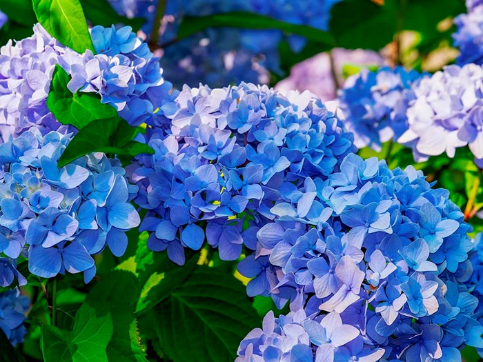 Almindelig hortensia, Hydrangea macrophylla. Foto: Pixabay