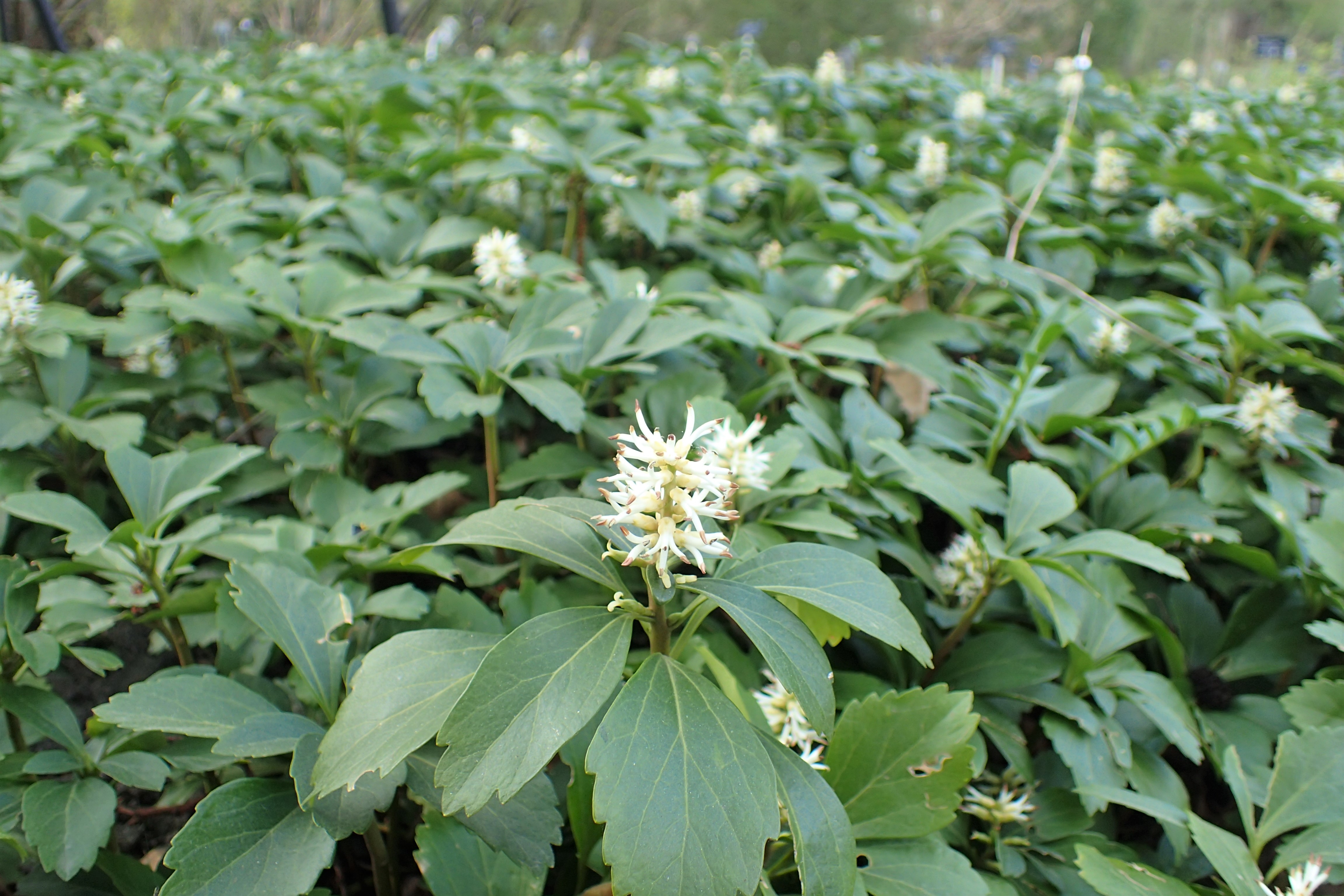 Vinterglans, Pachysandra terminalis. Foto: Wikimedia