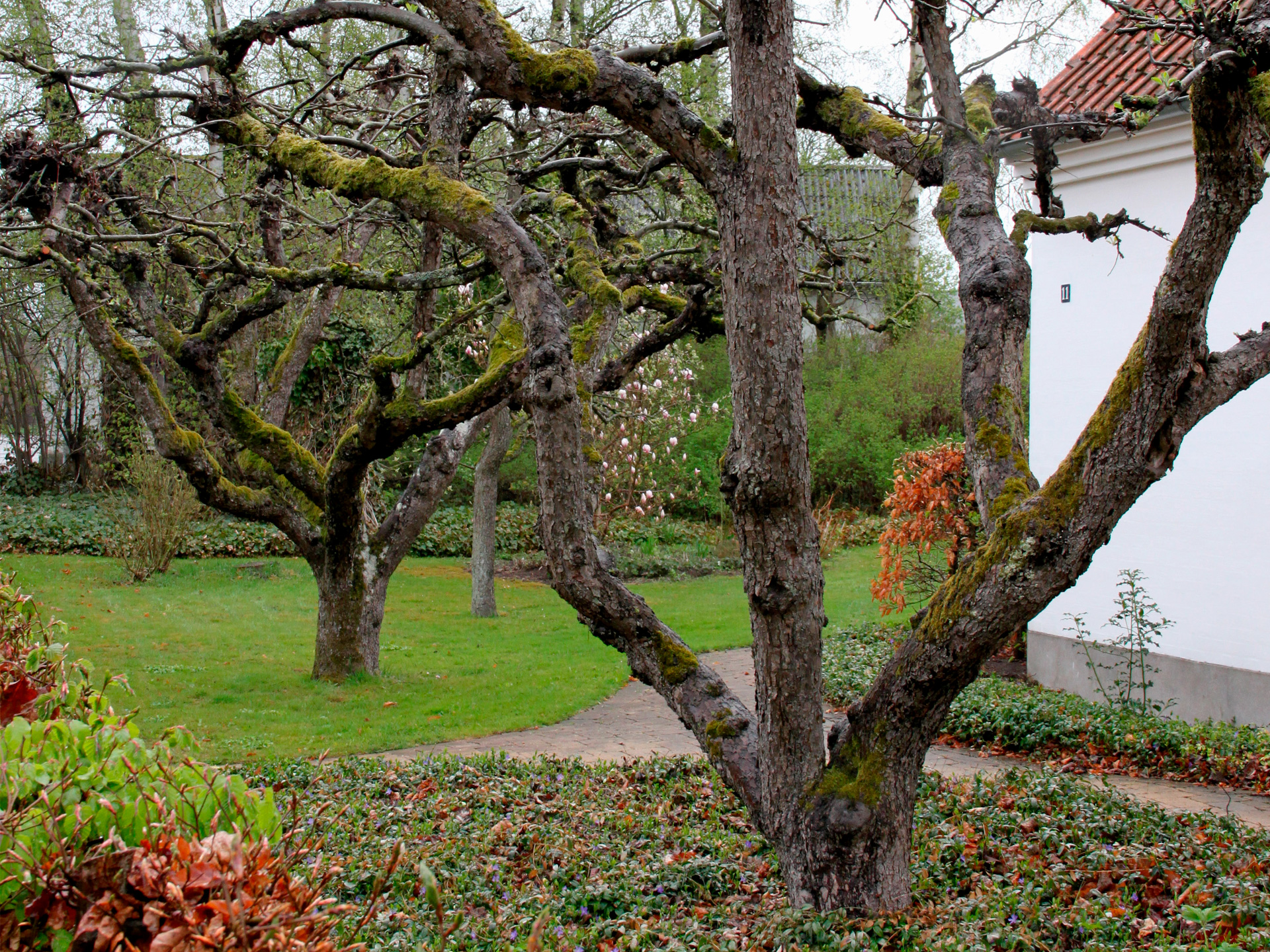 Beskæring af æbletræ. Her sorten 'Belle De Boskoop'. Foto: Maren Korsgaard