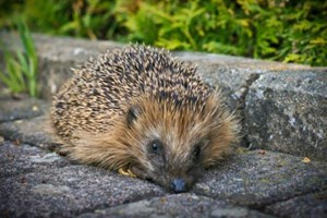 Pindsvin. Foto: Flickr